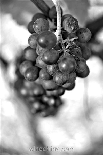 澳大利亚葡萄酒主要的葡萄品种是西拉(Shiraz)