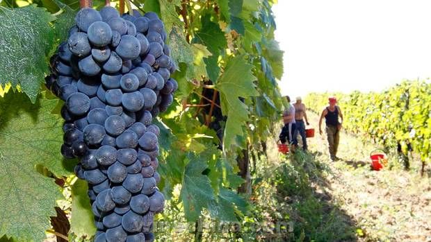 欧盟酿酒葡萄遇50年最低产量 法国减产20%