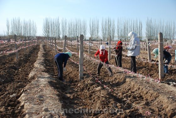 Chengdu Food & Drinks Fair 2014 (21)Gansu Wine Industry Association