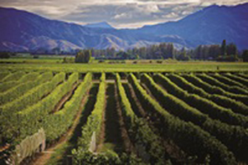 New Zealand on track for record crop