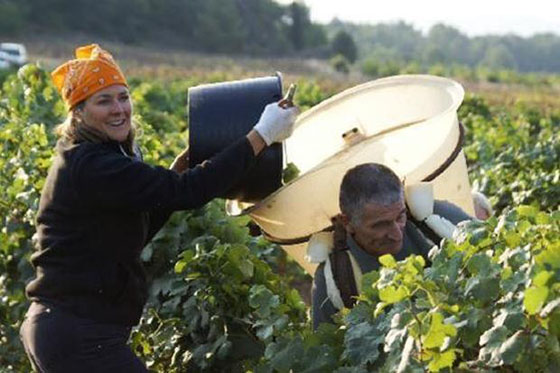 French bulk wine prices jump by up to 65%