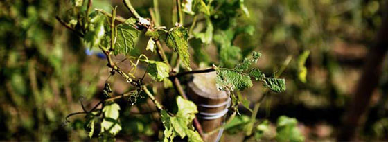 Bordeaux Raises "Symbolic" $57,000 For Hail-Hit Growers