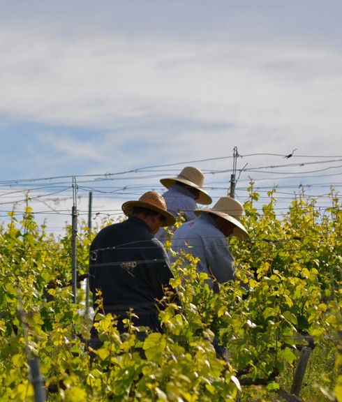 Single estate Cava classification planned