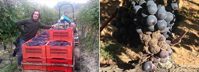 Mixed Fortunes for Italy's Harvest 