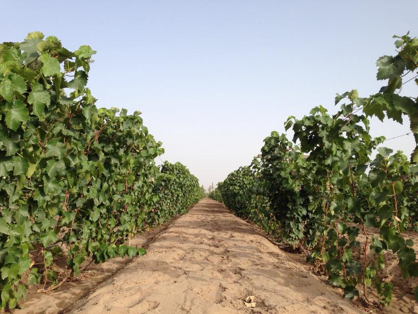 Video:2014 Vineyard Report (11) Hexi Corridor and Other Regions