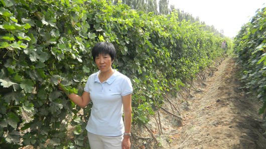 Chinese Winemakers (61) Wang Huanxiang:Love the caree of winemaking 