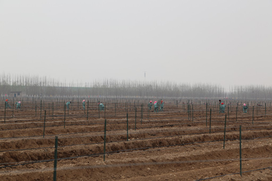 Ningxia Held Spring GrapeVine Festival 