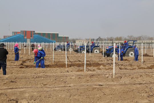 Ningxia Held Spring GrapeVine Festival 