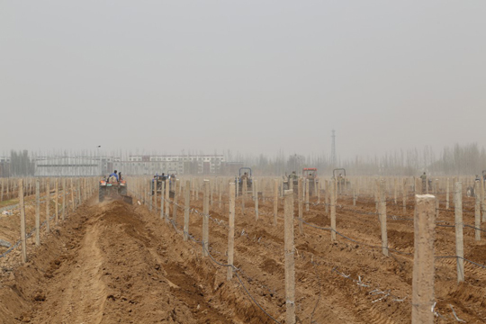 Ningxia Held Spring GrapeVine Festival 