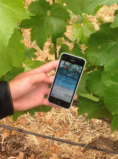 App Launched To Assess Vineyard Disease 