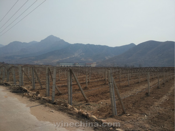 2016 Vinyeard Report (2) Changli Region:Local Chateaux Start De-bury Work