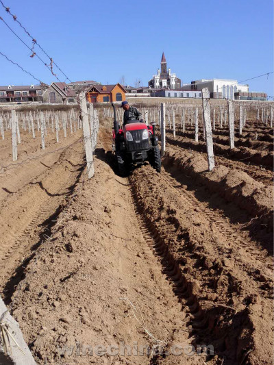 2016 Vinyeard Report (2) Changli Region:Local Chateaux Start De-bury Work 