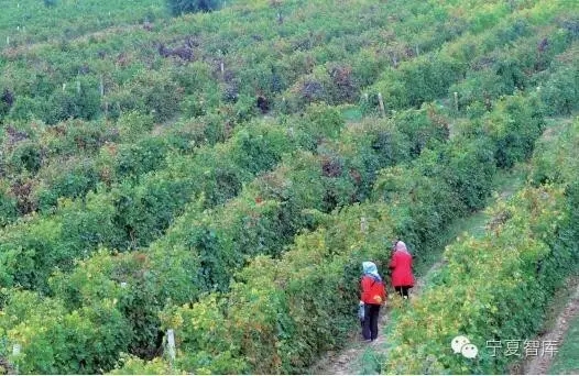 李学明：打造酒庄酒健康发展的大格局