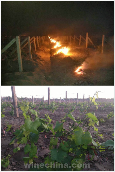 2016 Vineyard Report (12) Frost Hit Hexi Corridor Region 