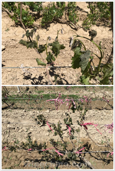 2016 Vineyard Report (12) Frost Hit Hexi Corridor Region 