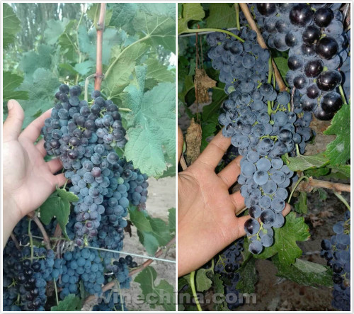 2016 Vineyard Report(23)Other Regions: Waiting for a good vintage