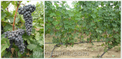 2016 Vineyard Report(23)Other Regions: Waiting for a good vintage