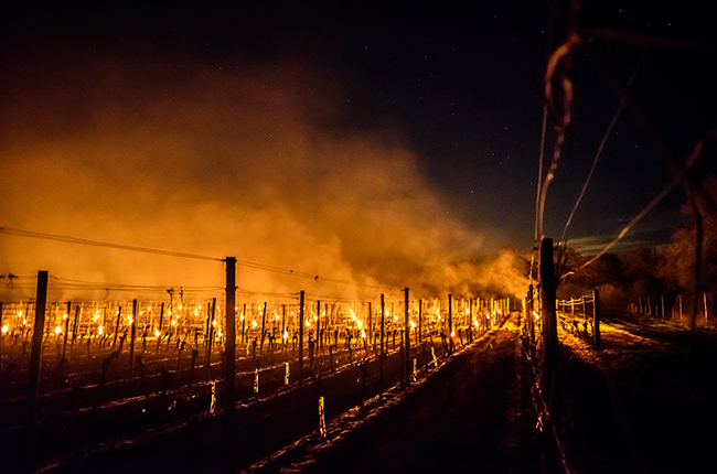 How can winemakers prevent frost? 