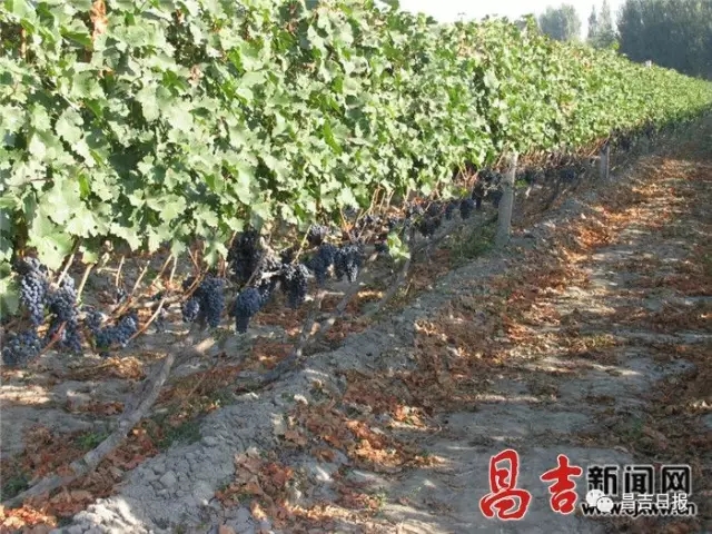 Xinjiang Changji Region Launched 10 Year Wine Industry Development Plan