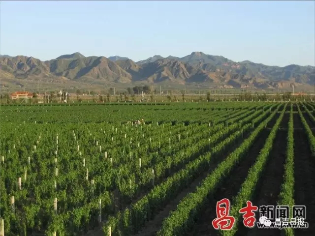 Xinjiang Changji Region Launched 10 Year Wine Industry Development Plan