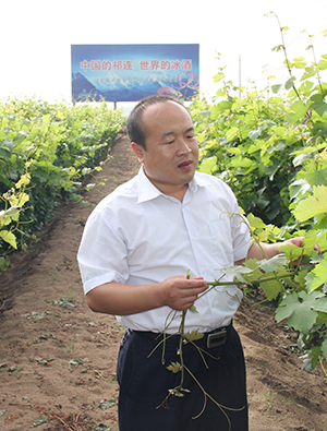 甘肃祁连葡萄酒业公司总工程师、首席质量官