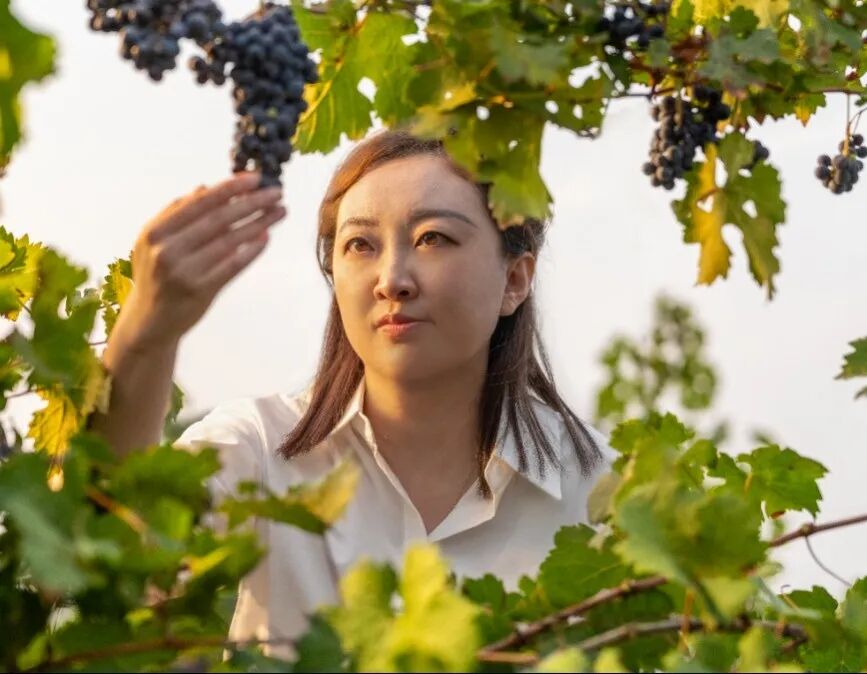 保乐力加（宁夏）葡萄酒酿造有限公司酿酒师